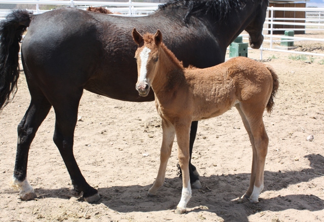 Ladies Shadow and her new filly out of DCC Traveler.